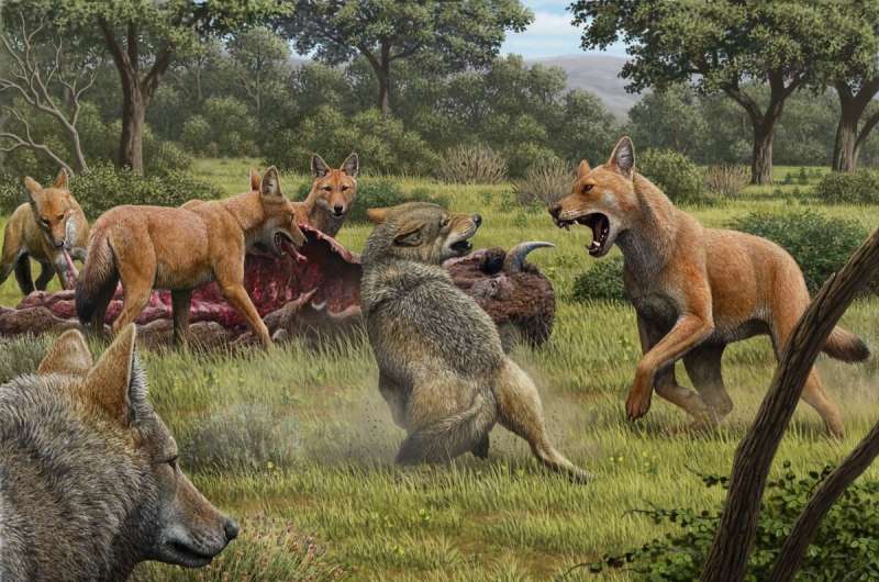Six wolves